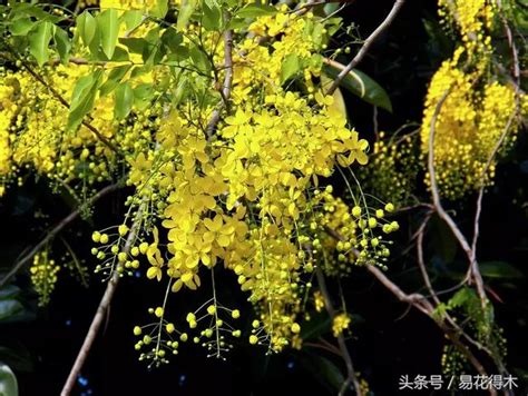 黃色的花樹木|10棵開黃色花的樹